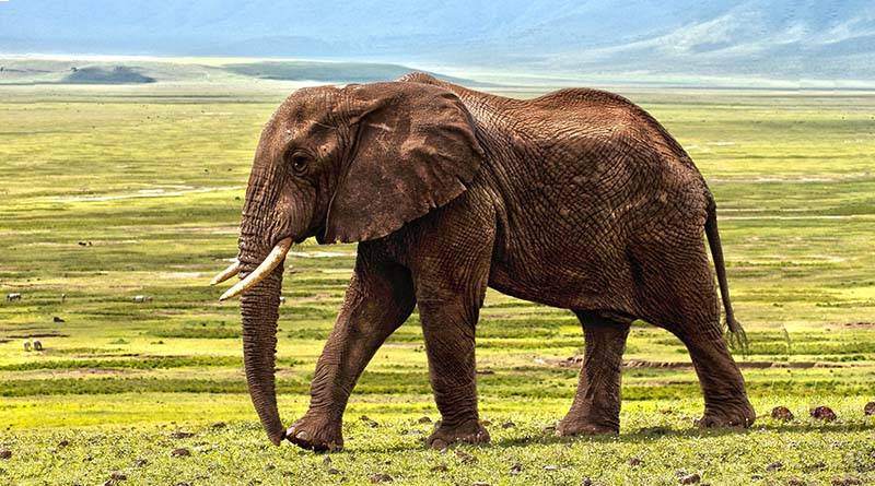 ماذا يأكل الفيل - معلومات عن الحيوانات
