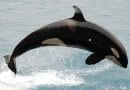 الحيتان والدلافين: نوعان من الثدييات