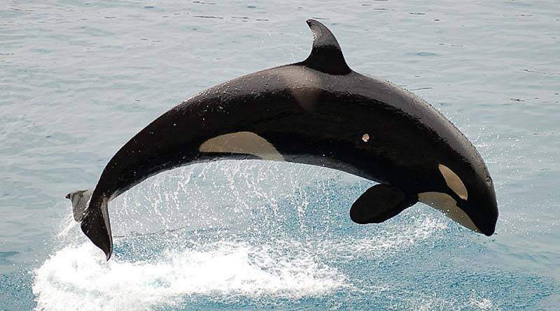 الحيتان والدلافين: نوعان من الثدييات