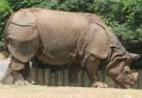 تعرف على وحيد القرن الهندي