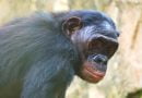معلومات عن الشمبانزي القزم
