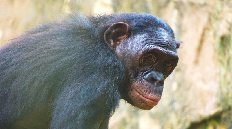معلومات عن الشمبانزي القزم