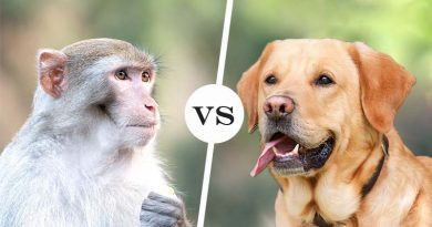 من هو الأذكى؟ الكلب أم الشمبانزي