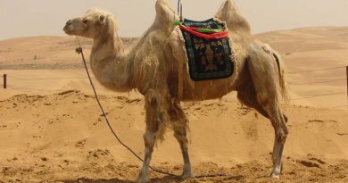 الفرق بين الجمل العربي والجمل الآسيوي