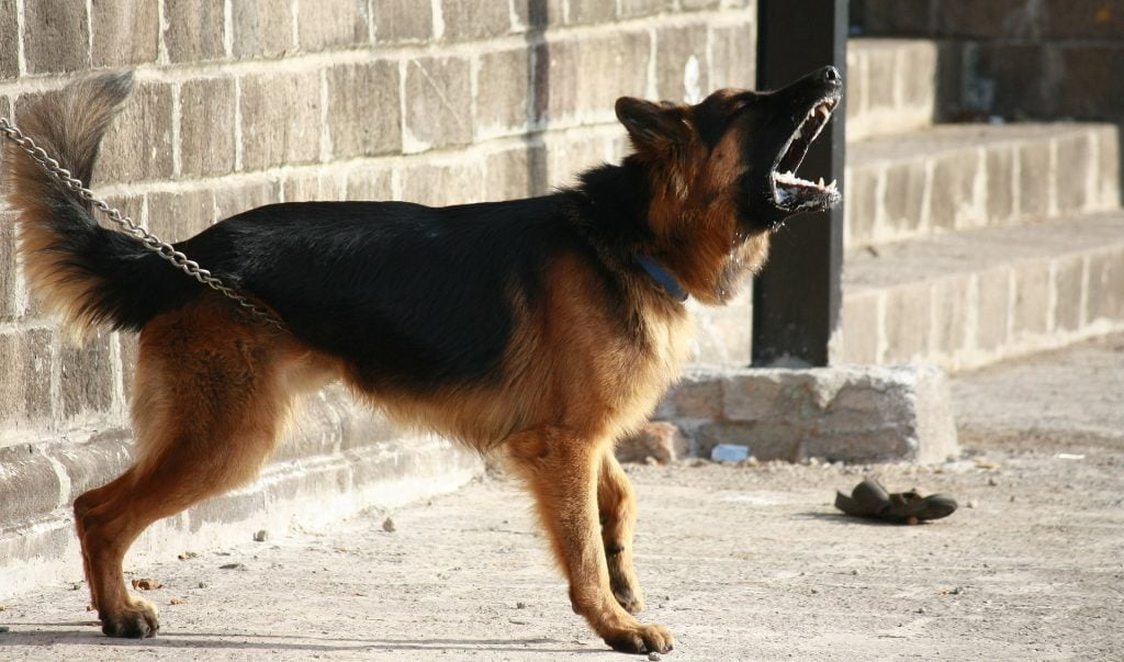 أفضل 7 سلالات من كلاب الحراسة