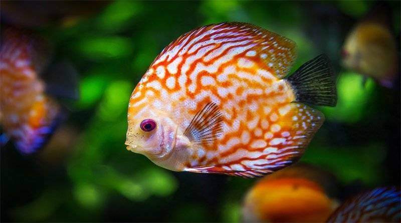 تعرف على 4 أسماك مذهلة تعيش في المياه العذبة