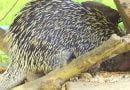 حيوان النيص البرازيلي: جميل ومهدد