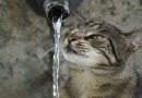 لماذا تكره القطط الماء؟
