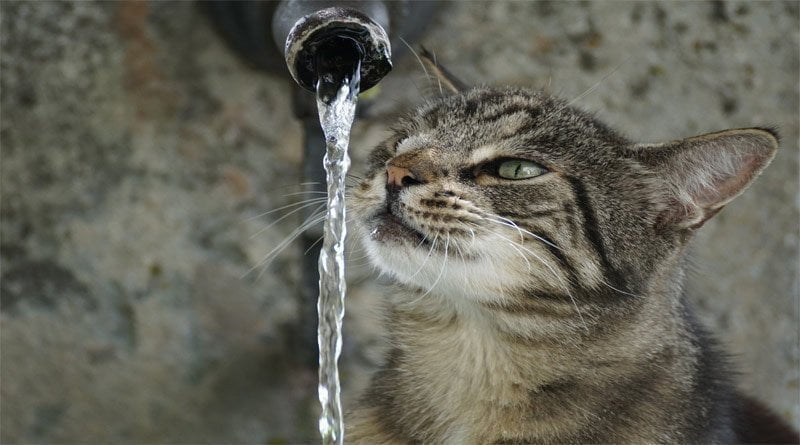 لماذا تكره القطط الماء؟