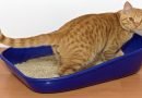 تدريب القطط على استخدام صندوق الفضلات