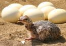 تعرف على أكبر بيض طائر في مملكة الحيوان