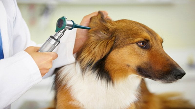 ما هي أسباب التهاب الأذن الخارجية عند الكلاب؟