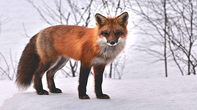 اكتشف 5 حيوانات تعيش في الثلج