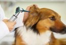 ما هي أسباب التهاب الأذن الخارجية عند الكلاب؟