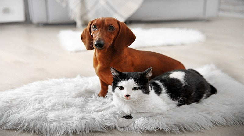 أهمية فيتامين E للقطط والكلاب