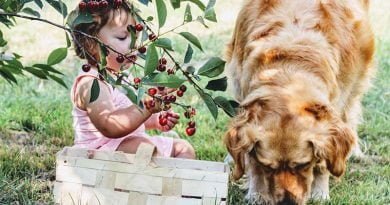 ما الفاكهة التي يمكن أن تأكلها الكلاب؟