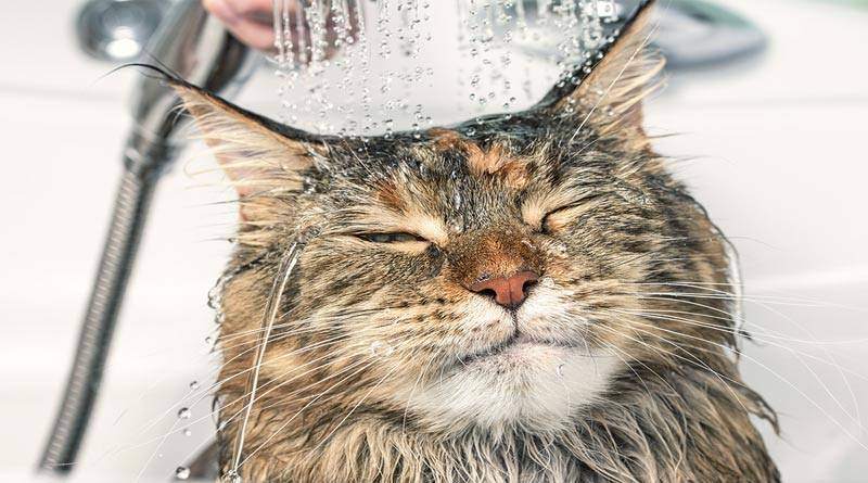 نصائح لمساعدة قطتك على الاستمتاع بالاستحمام