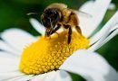 مراحل نمو ملكة النحل
