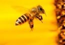 الفرق بين النحلة والدبور