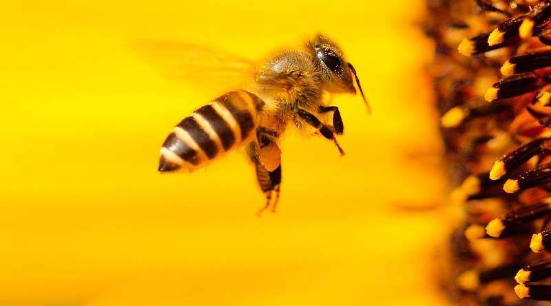 الفرق بين لسعة النحلة والدبور