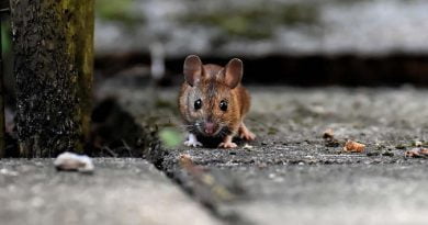 ما يجب ان تعرف كم يوم يعيش الفأر بدون طعام
