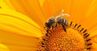 كم تعيش النحلة