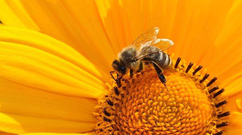كم تعيش النحلة