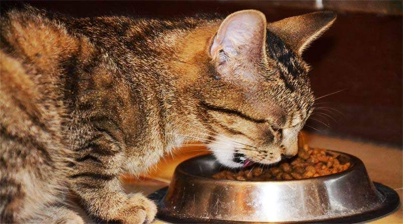 كيفية تغذية القطط ؟