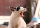 لماذا تصدر القطط ضوضاء عندما تتزاوج؟