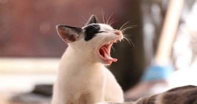 لماذا تصدر القطط ضوضاء عندما تتزاوج؟