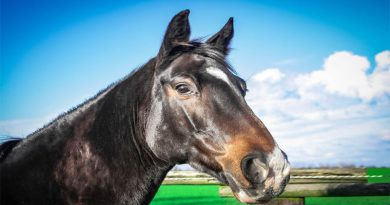 رعاية وعلاج الخيول المصابة بالجرب