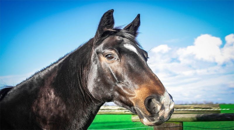 رعاية وعلاج الخيول المصابة بالجرب