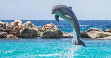 نمط تنفس الدلفين