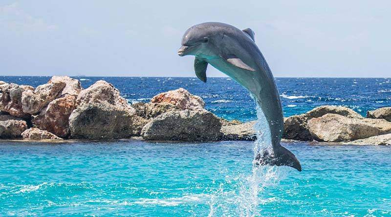 نمط تنفس الدلفين