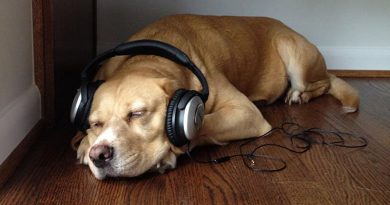 هل يمكن للموسيقى أن تريح الكلاب؟
