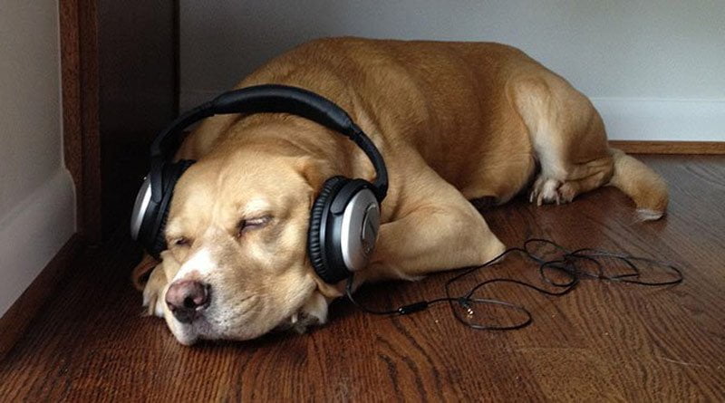 هل يمكن للموسيقى أن تريح الكلاب؟