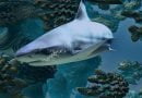 استراتيجية تكاثر سمك القرش