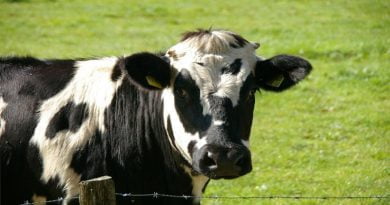 هل صحيح أن الأبقار لها أربع معدة؟
