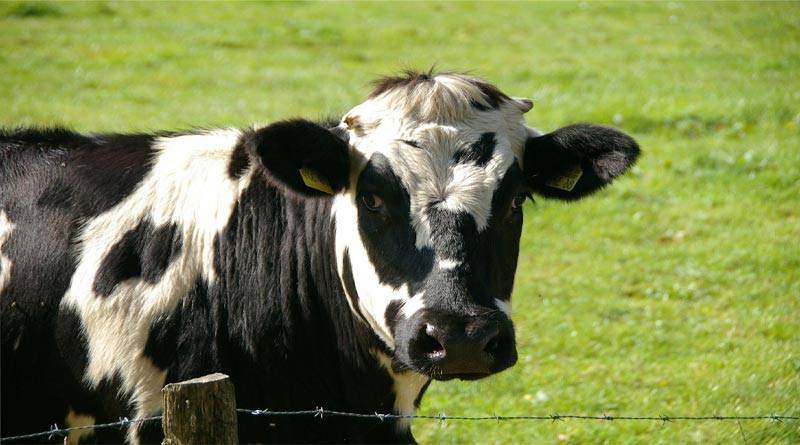 هل صحيح أن الأبقار لها أربع معدة؟