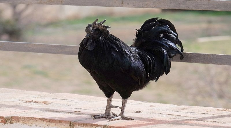 تعرف على أغلى دجاج في العالم الدجاج الأسود