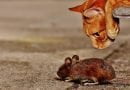 10 اشياء تخاف الفئران
