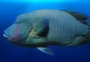 لماذا سمك طرباني من الأنواع المهددة بالانقراض؟