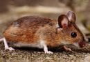 ماذا يأكل الفأر؟ هل تحب الفئران الجبن؟ اكتشف !!