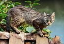 كيفية تهدئة القطط في موسم التزاوج