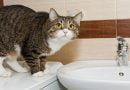 لماذا تحب القطط الانضمام إلينا في الحمام؟