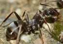 10 حلول لطرد النمل من البيت