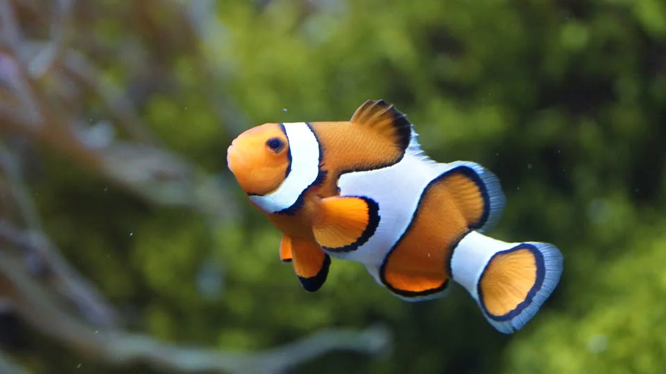 ماذا تأكل الأسماك؟ 1 clownfish 426567 960 720 1