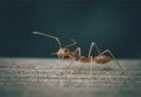 تعرف على أكبر نملة في العالم