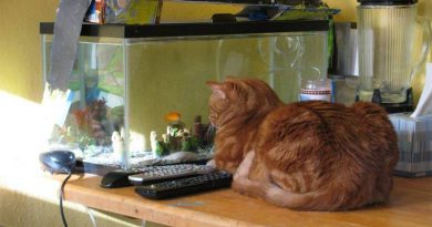 هل يمكن أن تعيش القطط والأسماك معًا؟