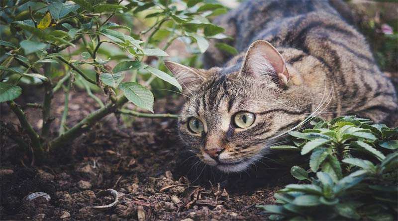 الحيل لإبعاد القطط عن النباتات 2